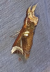 Melipotis fasciolaris