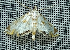 Eoparargyractis