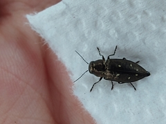 Phaenops fulvoguttata