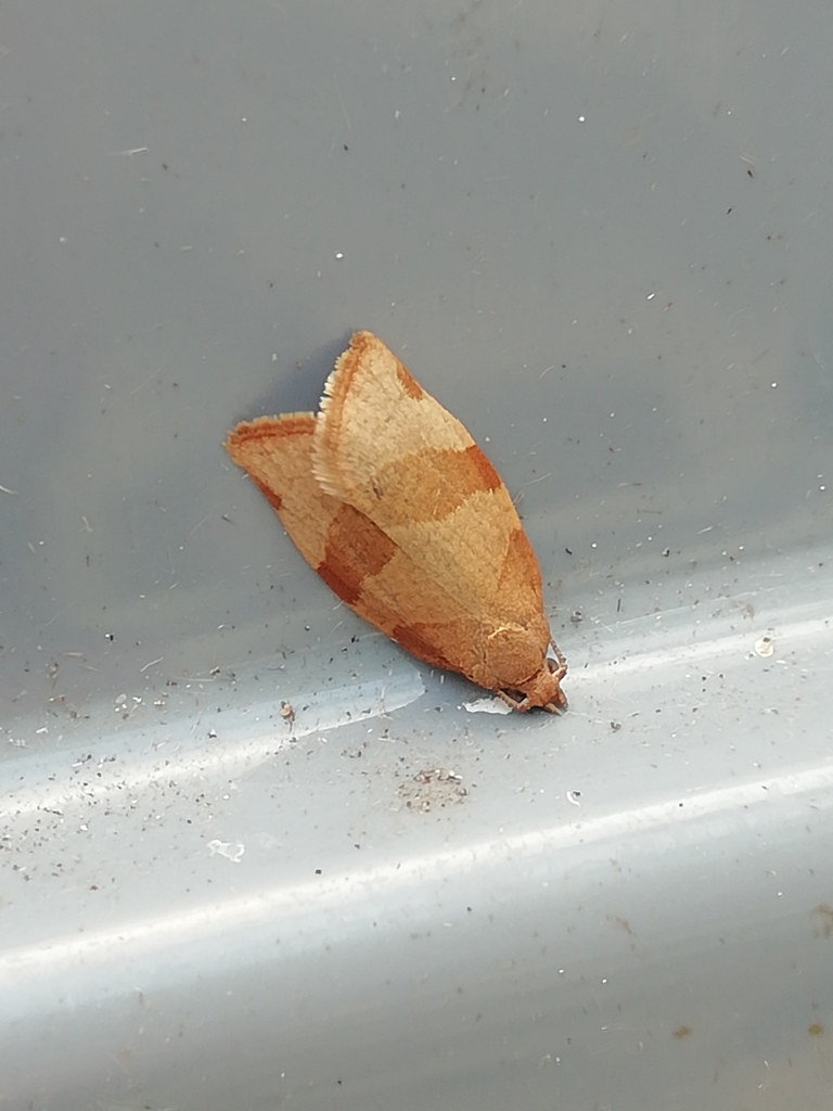 Barred Fruit-tree Tortrix from Chorley PR7 3BN, UK on June 10, 2022 by ...