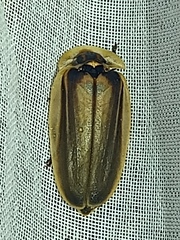 Cratomorphus signativentris