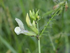 Vicia grandiflora