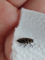 Phaenops fulvoguttata
