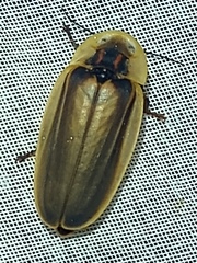 Cratomorphus signativentris