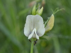 Vicia grandiflora