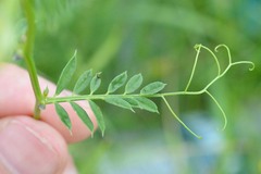 Vicia grandiflora