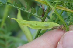 Vicia grandiflora