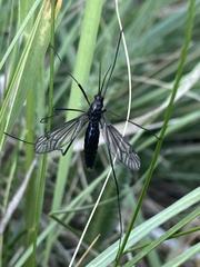 Tanyptera dorsalis