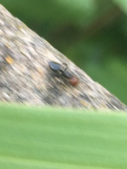 Crematogaster scutellaris