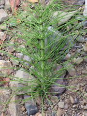 Equisetum
