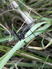 Tanyptera dorsalis