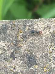 Crematogaster scutellaris