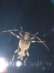 Aegomorphus jaspideus