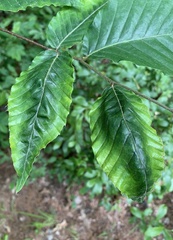 Litylenchus crenatae