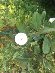 Convolvulus arvensis
