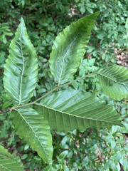 Litylenchus crenatae