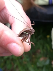 Pholidoptera aptera goidanichi