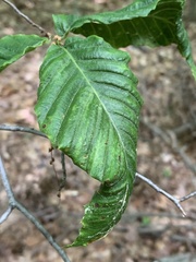 Litylenchus crenatae