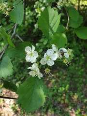 Crataegus chrysocarpa phoeniceoides