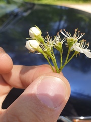 Crataegus chrysocarpa phoeniceoides