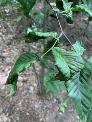 Litylenchus crenatae