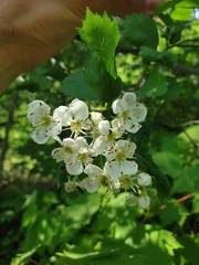 Crataegus chrysocarpa phoeniceoides