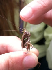 Pholidoptera aptera goidanichi