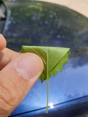 Crataegus chrysocarpa phoeniceoides