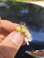 Crataegus chrysocarpa phoeniceoides