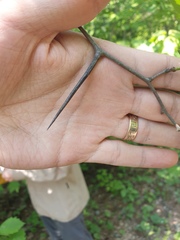 Crataegus chrysocarpa phoeniceoides