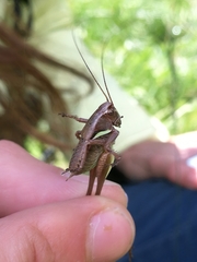 Pholidoptera aptera goidanichi
