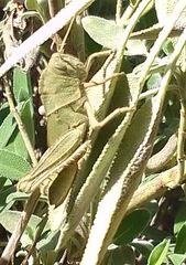 Acanthacris ruficornis