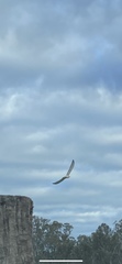 Falconiformes