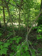 Crataegus chrysocarpa phoeniceoides