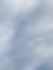 Falconiformes