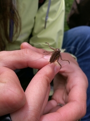 Pholidoptera aptera goidanichi