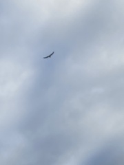 Falconiformes