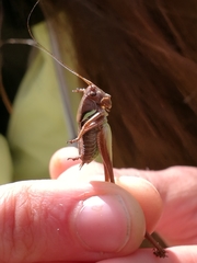 Pholidoptera aptera goidanichi