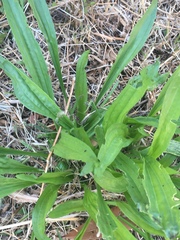 Plantago lanceolata