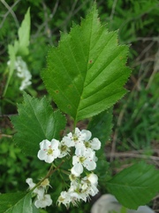 Crataegus macrosperma