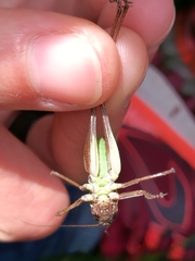 Pholidoptera aptera goidanichi