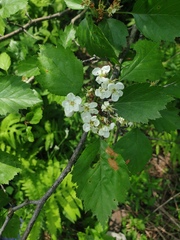 Crataegus macrosperma