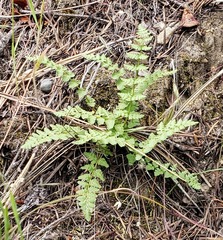 Woodsia oregana