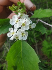 Crataegus macrosperma