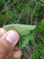 Crataegus macrosperma