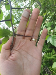 Crataegus macrosperma