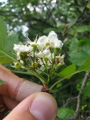 Crataegus macrosperma