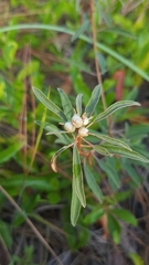 Croton argyranthemus
