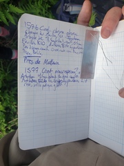 Crataegus macrosperma