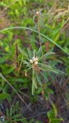 Croton argyranthemus